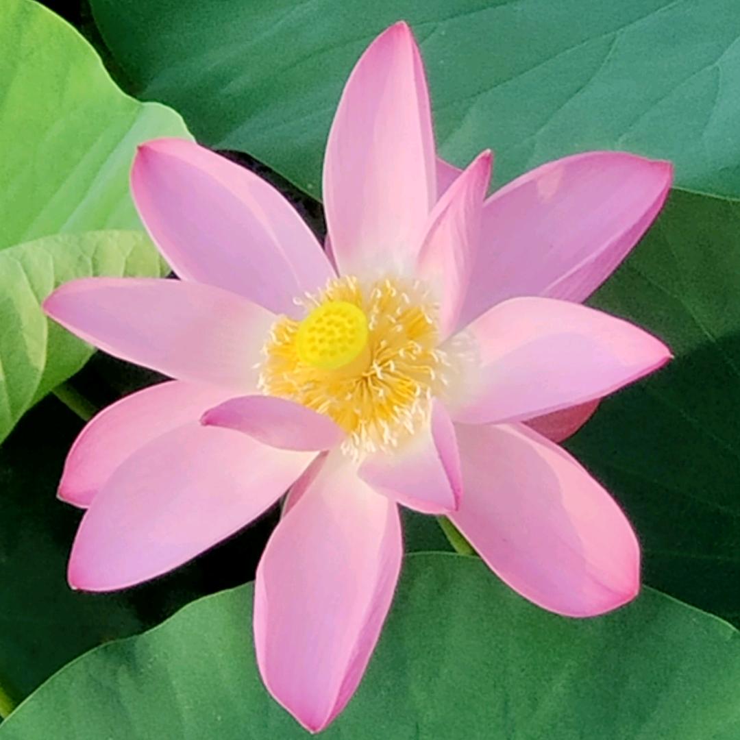 吴小正
