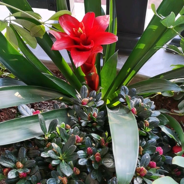 【好品优】液晶屏切割