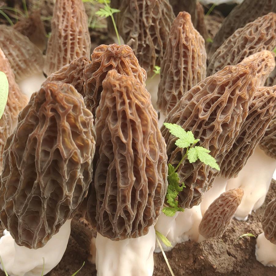 单县朱集镇食用菌