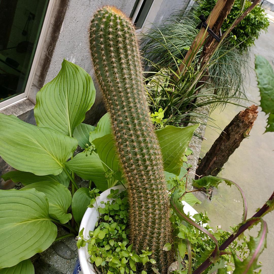 乡村小农民