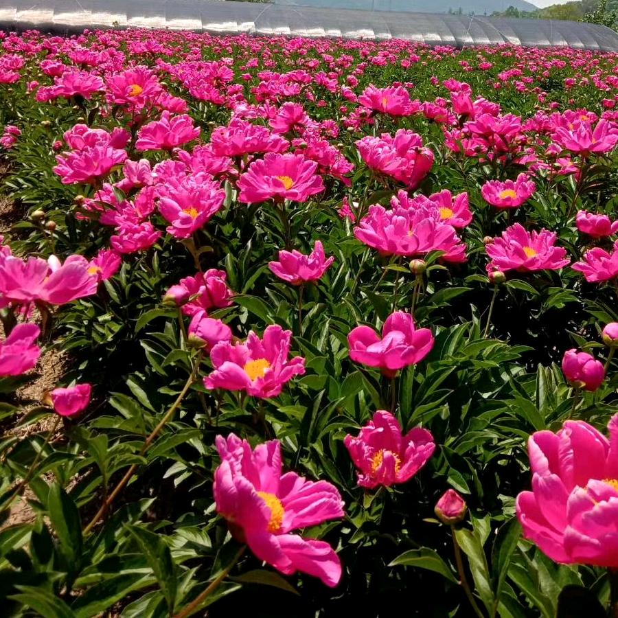润吉中药材种植合作社