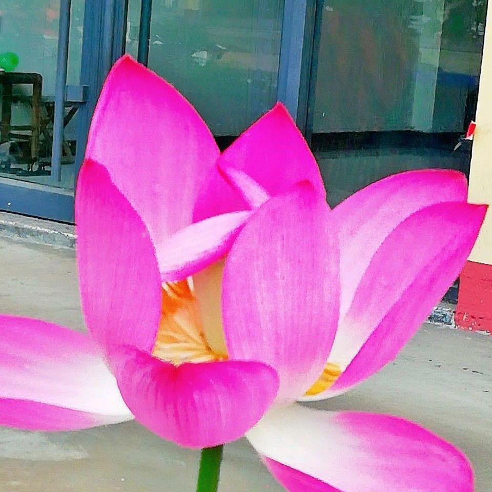 旧时光🌷🌷🌷🌹🌸🌺🌹🌸