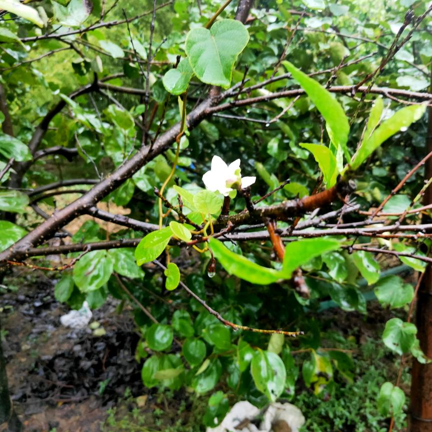 踏雪飞鸿A