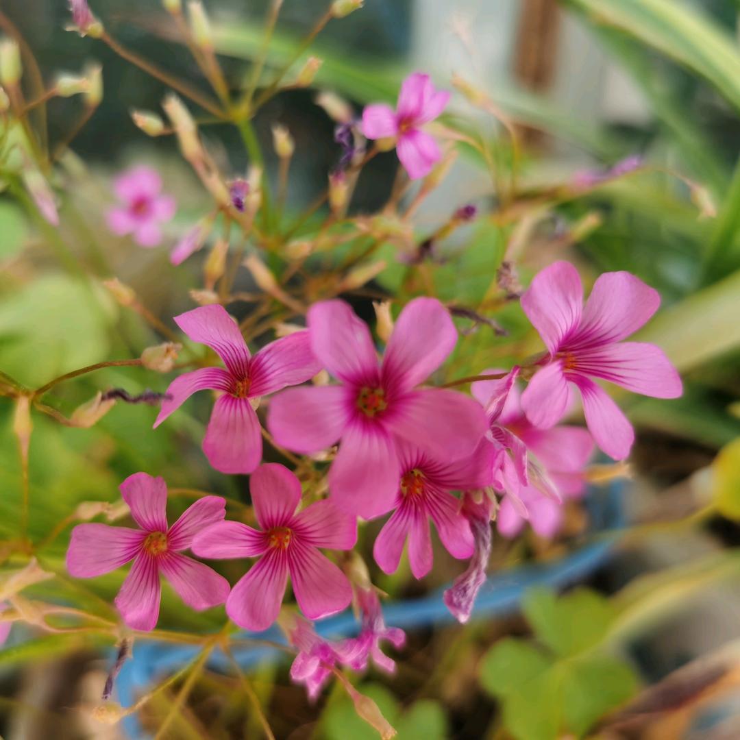 猪猪侠一号小蘑菇