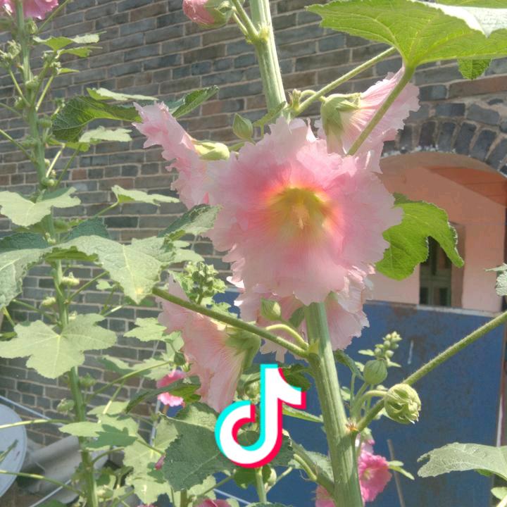 阿秀