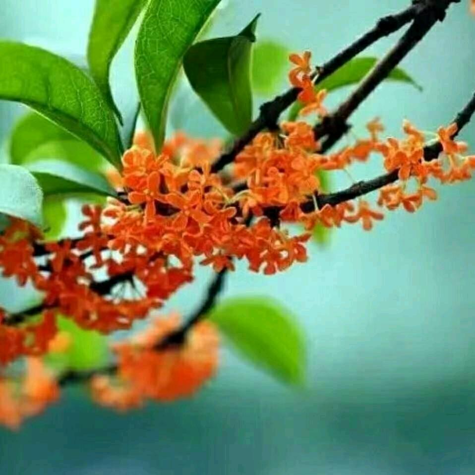 清源苗木