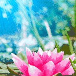 茉莉花