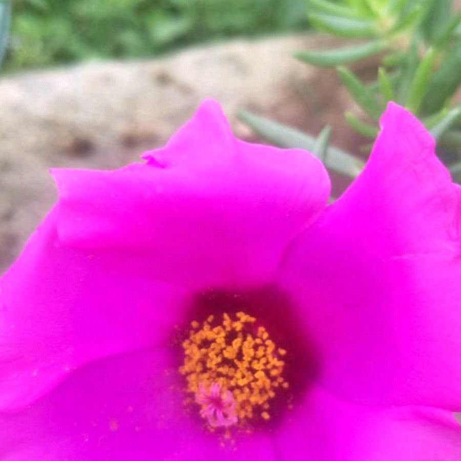 百花香草