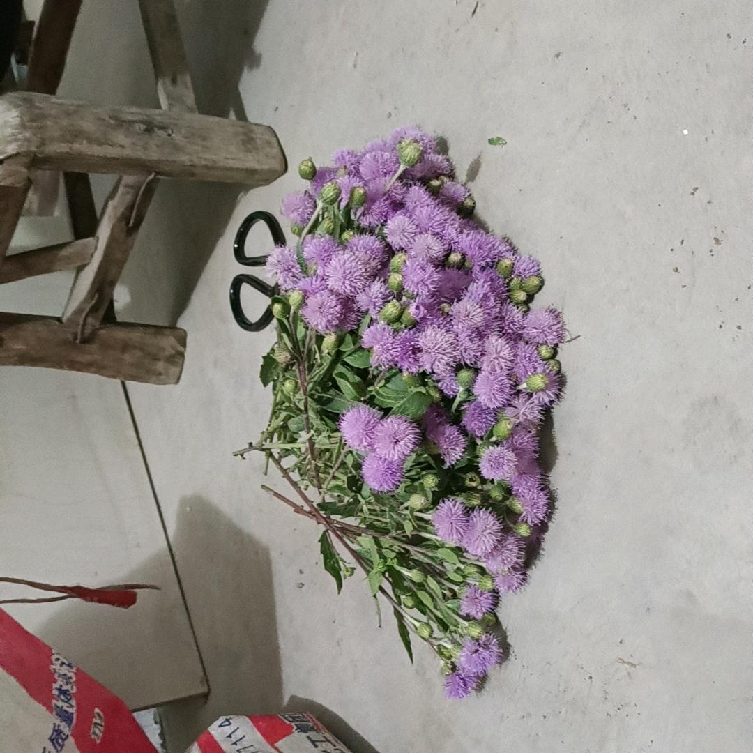 一帆风顺