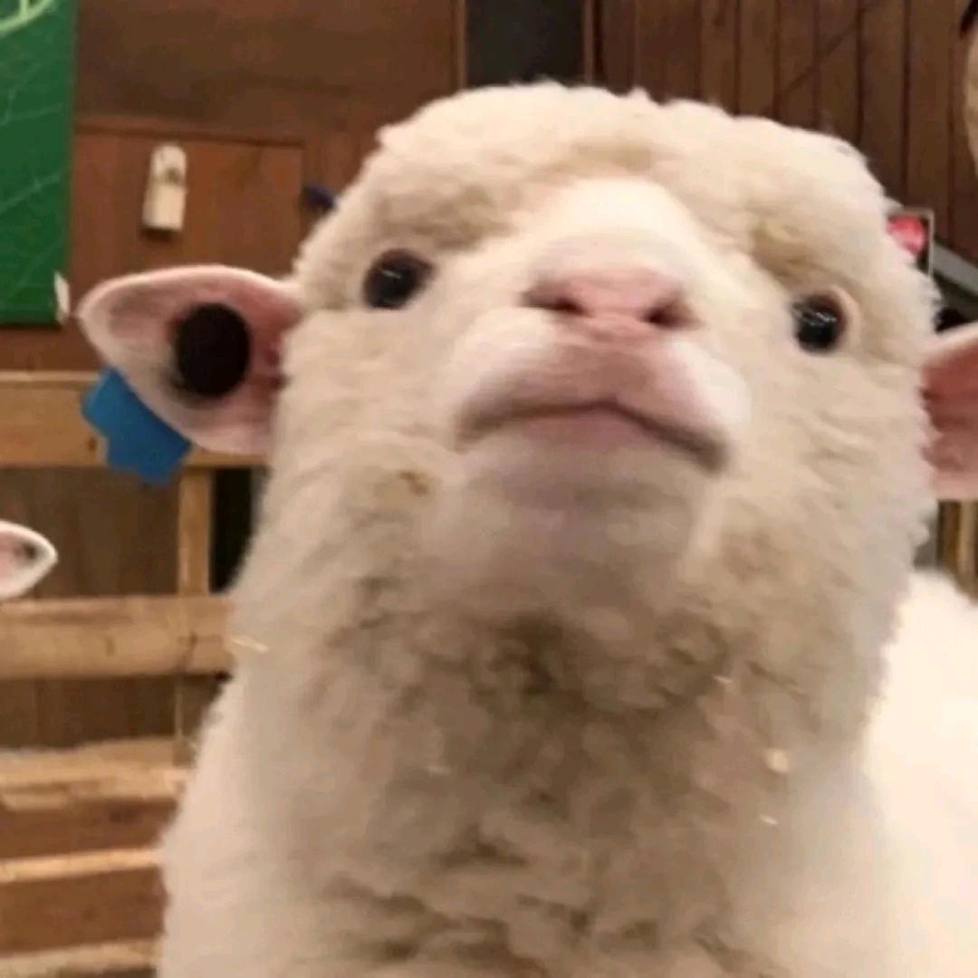 毛毛牛