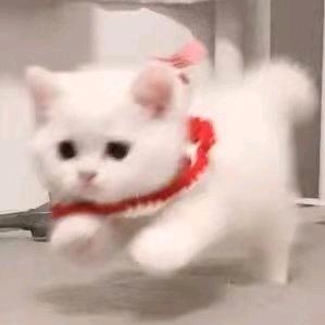 却是宛宛类卿
