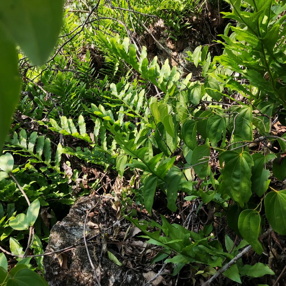 山樱花《秦记农家》
