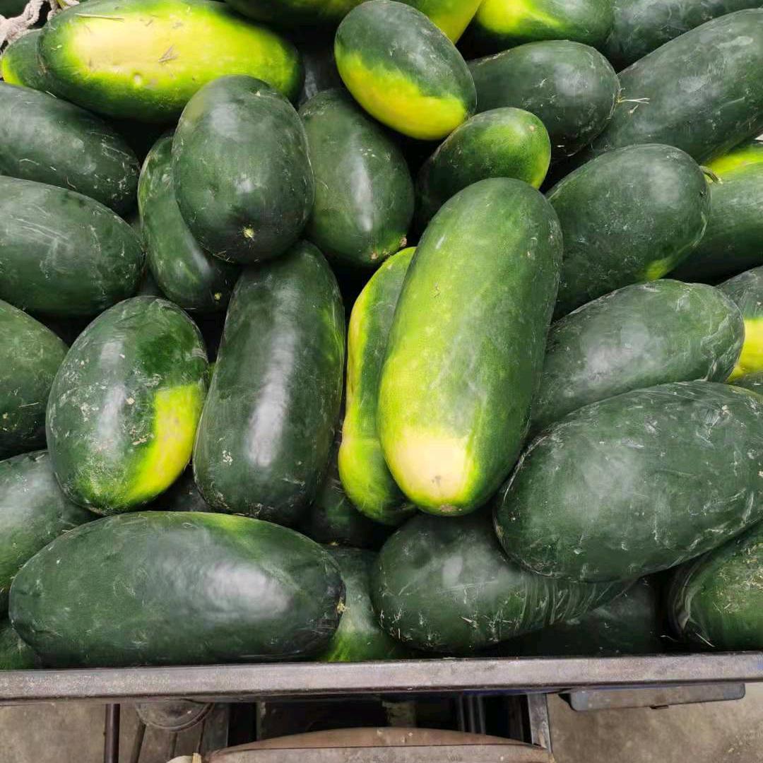 郏县王集冬瓜市场