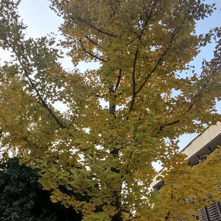 明悠悠