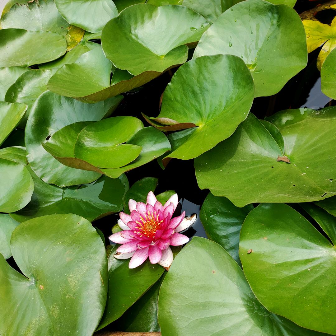 平常心.