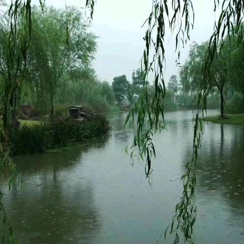 迪迪哥