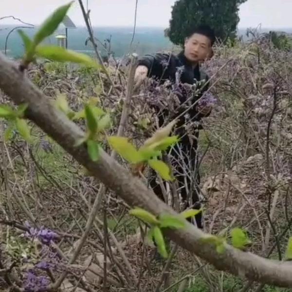 春风送暖