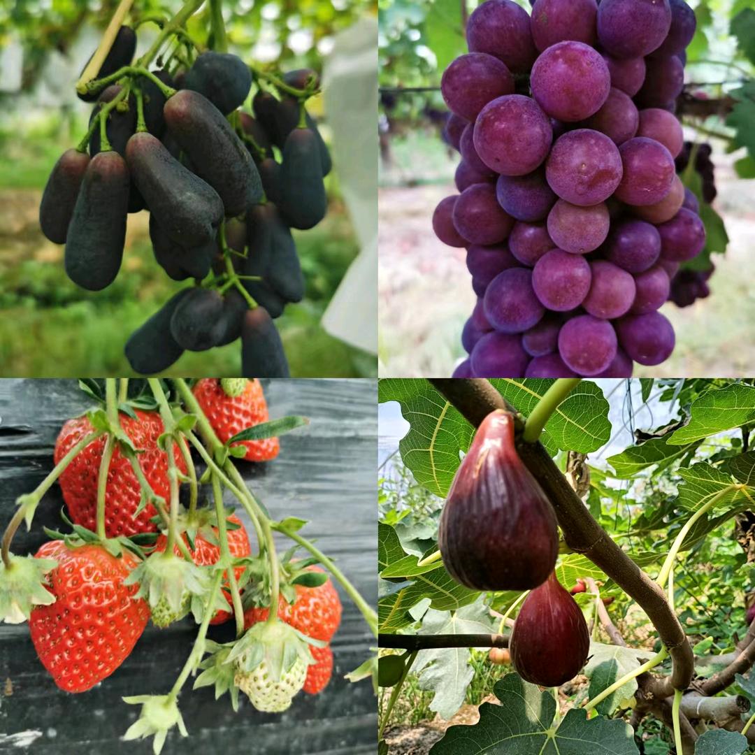 桃源深水港草莓🍓葡萄🍇采摘园
