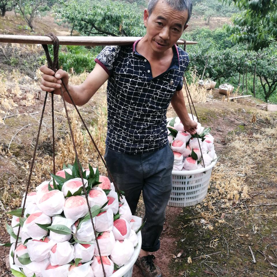 种水蜜桃的陈庆国