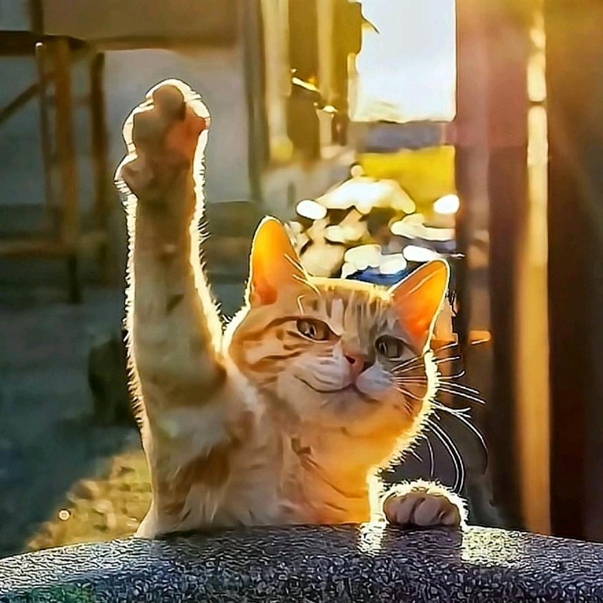 不想上班的胖达