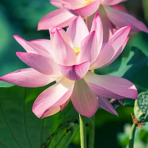 百年姜祖～张小英