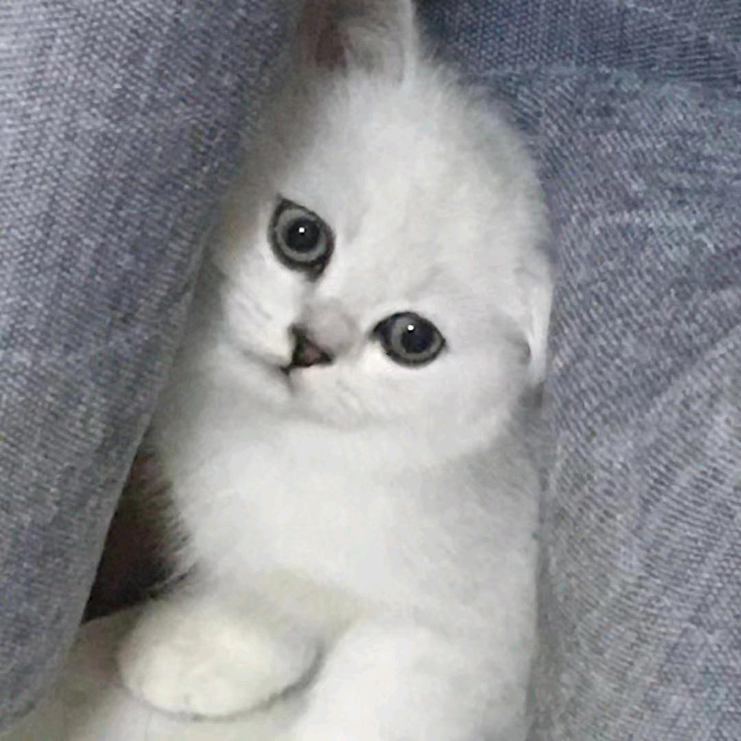 家有元宝🐱