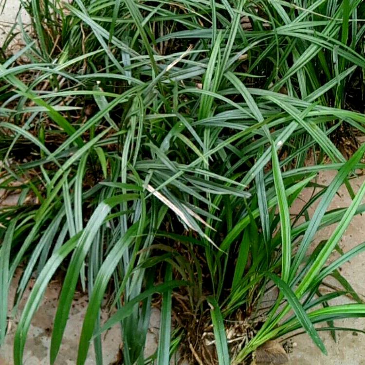 阳光总在风雨后