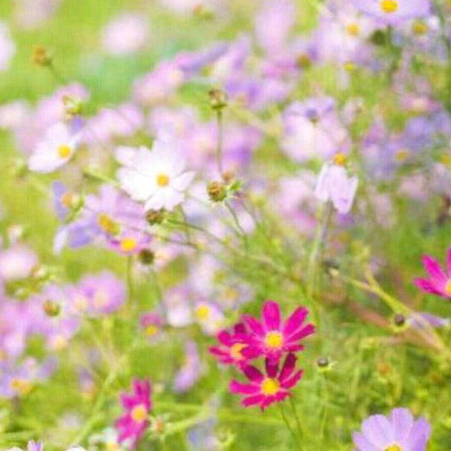 明天依然是晴天