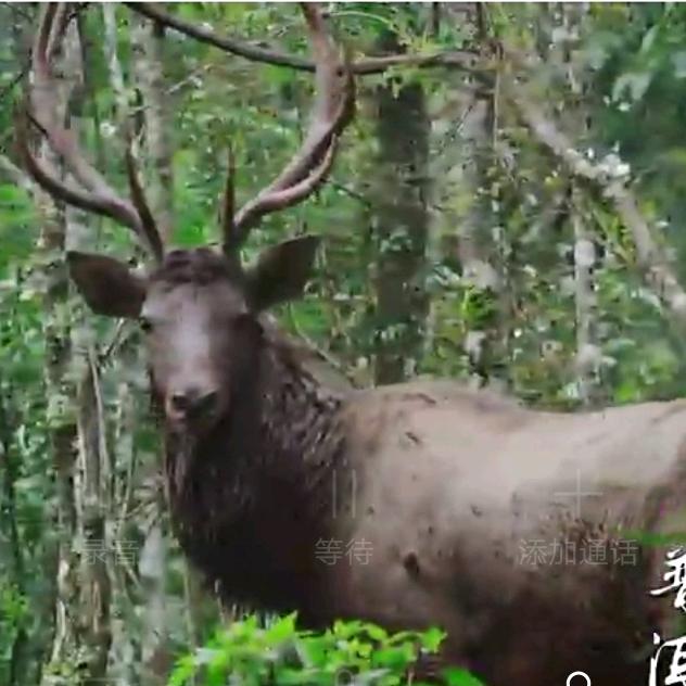 伟哥