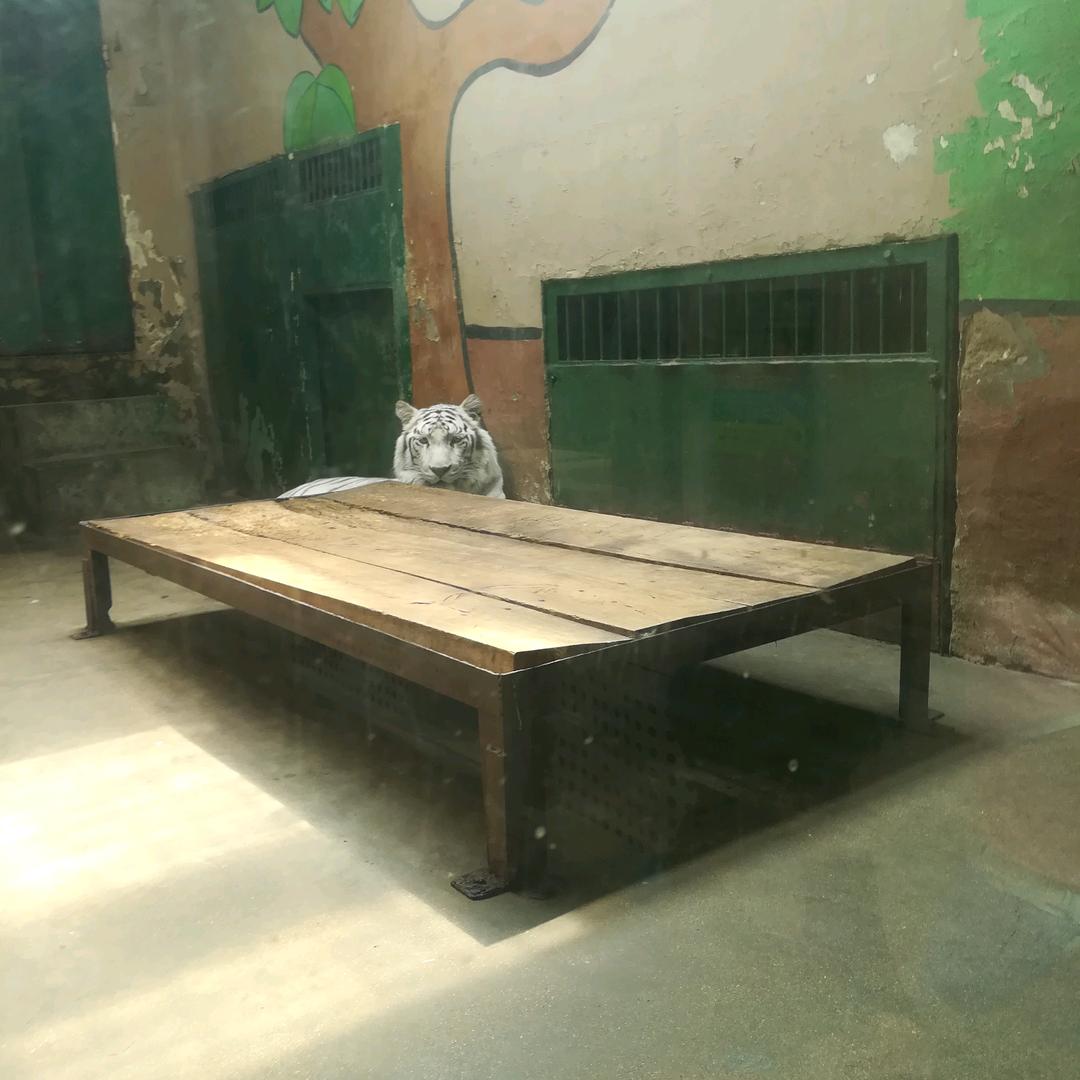 妮妮～