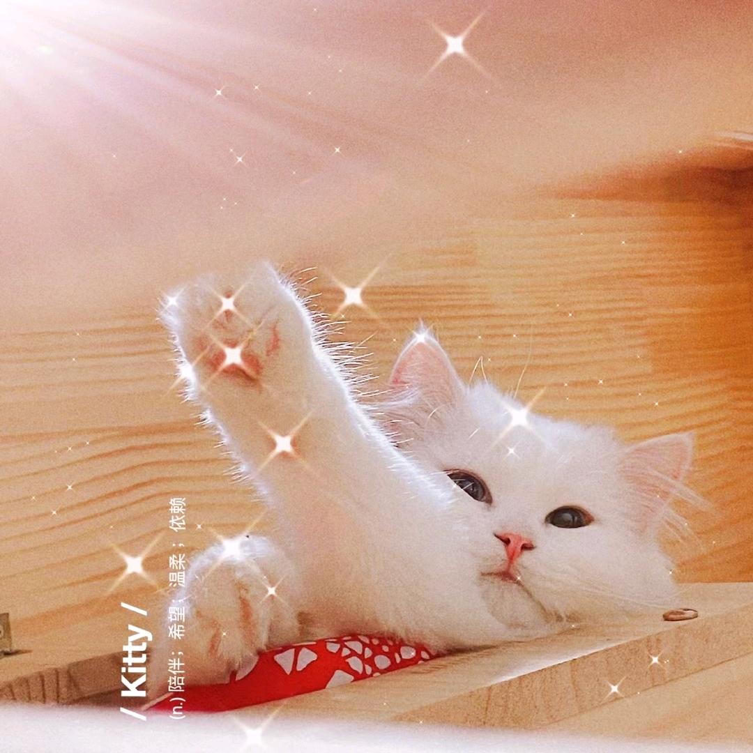 大翻斗子皮卡猫