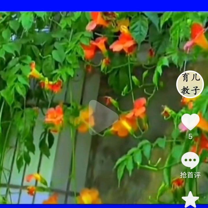 会唱歌的小绵羊