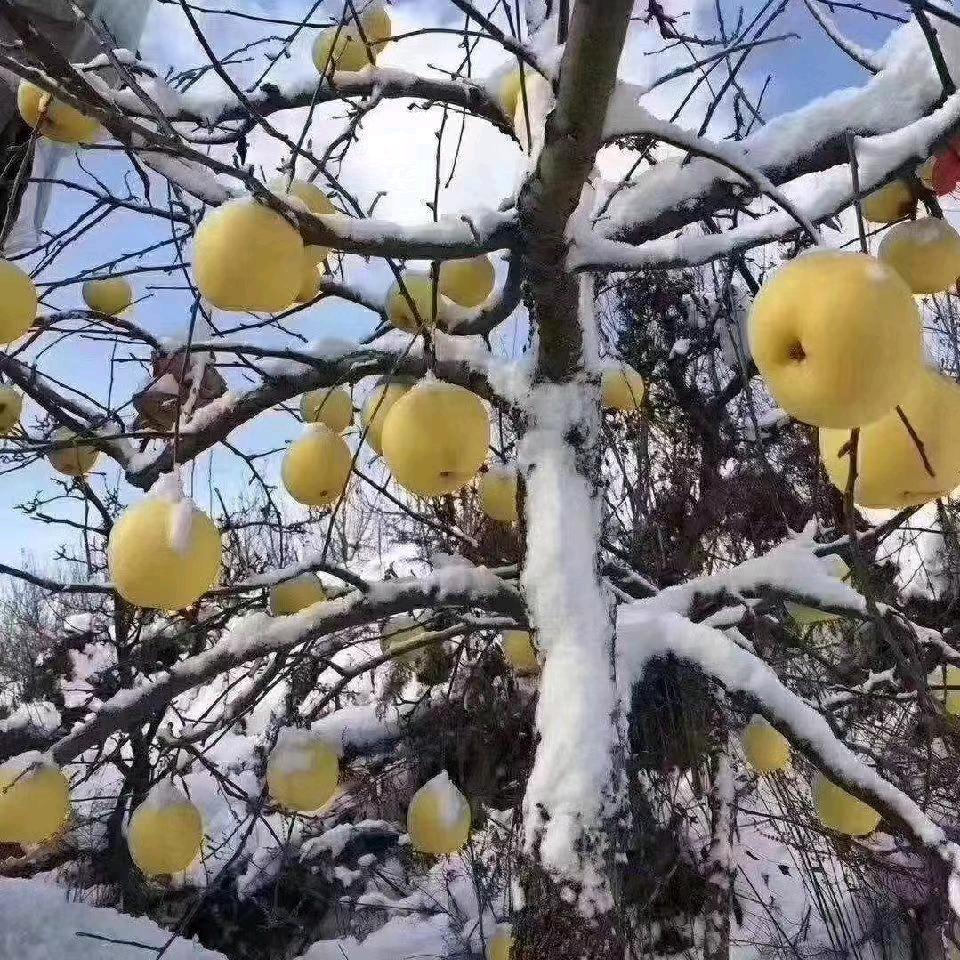 淇林哥