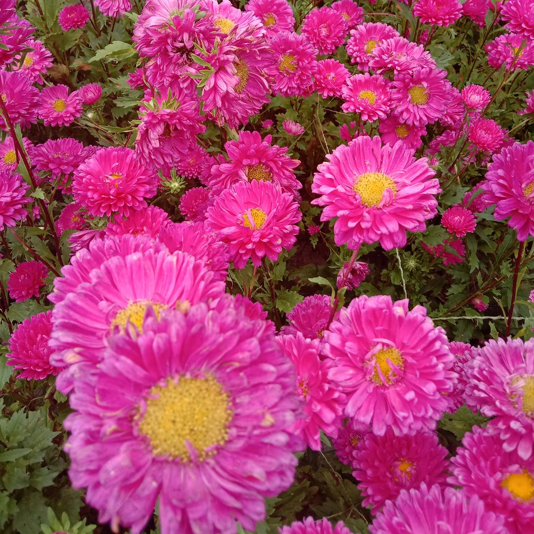小芳