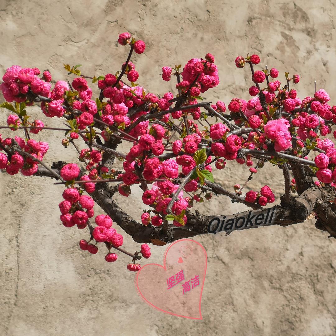 巧克力先森