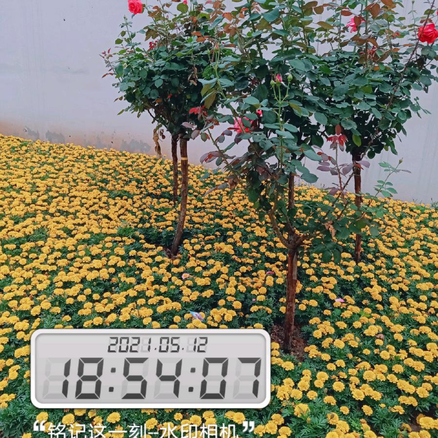 心想事成