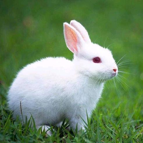 兔子