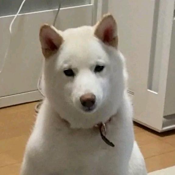 枸橘喜春