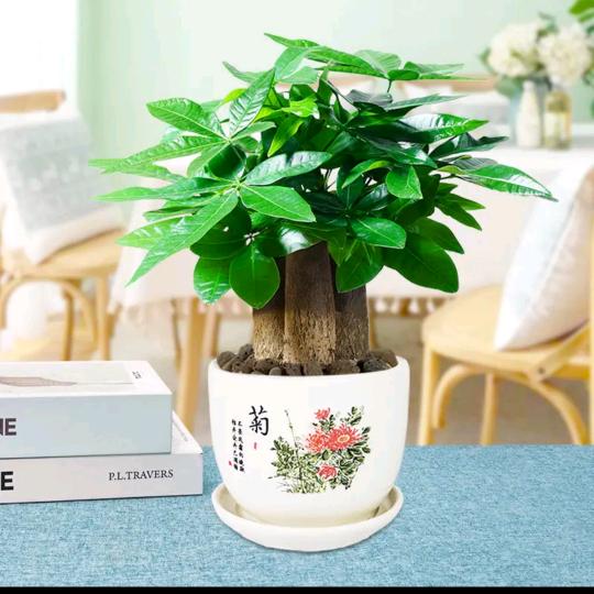 丹虹花奔绿植园艺