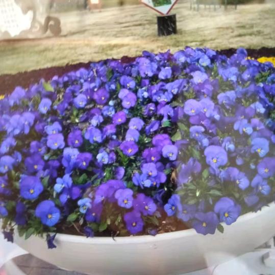 紫花
