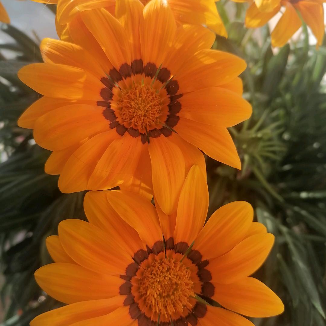 馋鸭记Hi锅多伦店