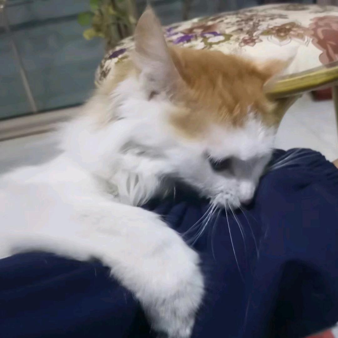 薯可