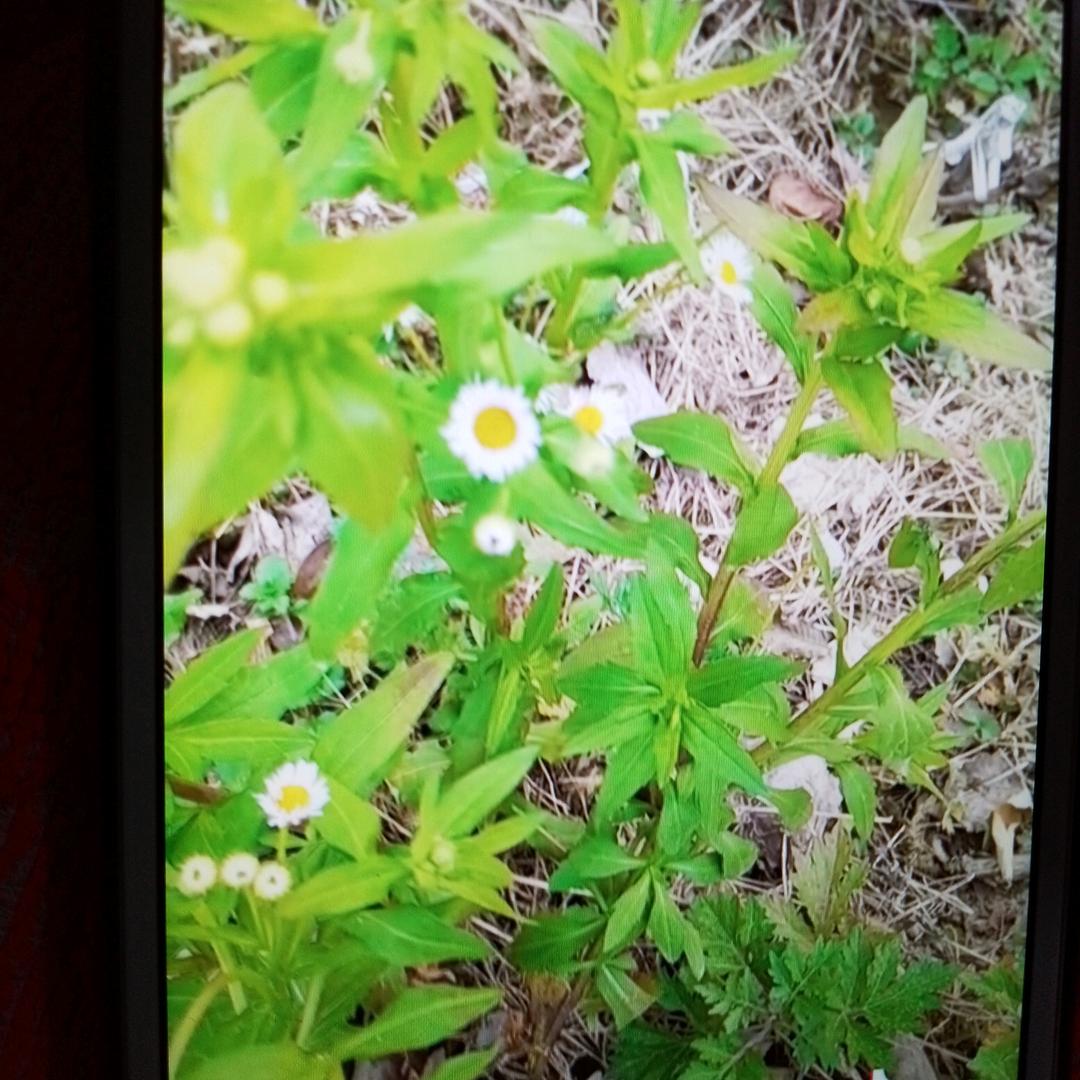 李成菊
