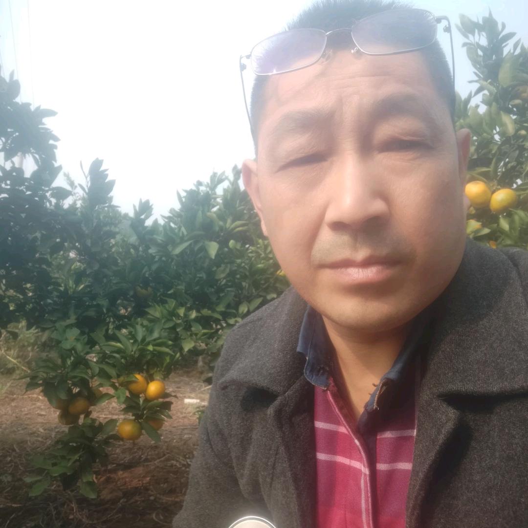 枝江脐橙吕进
