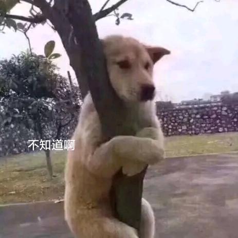 小杰