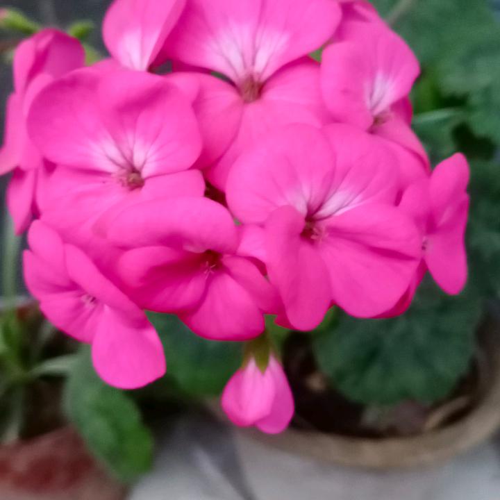 明天会更好86888