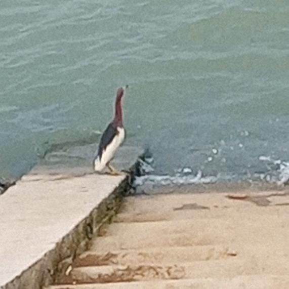 巢湖岸边的阿哥