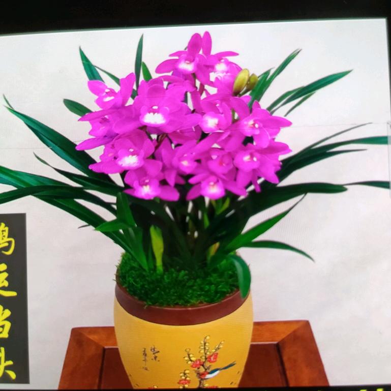 君子兰