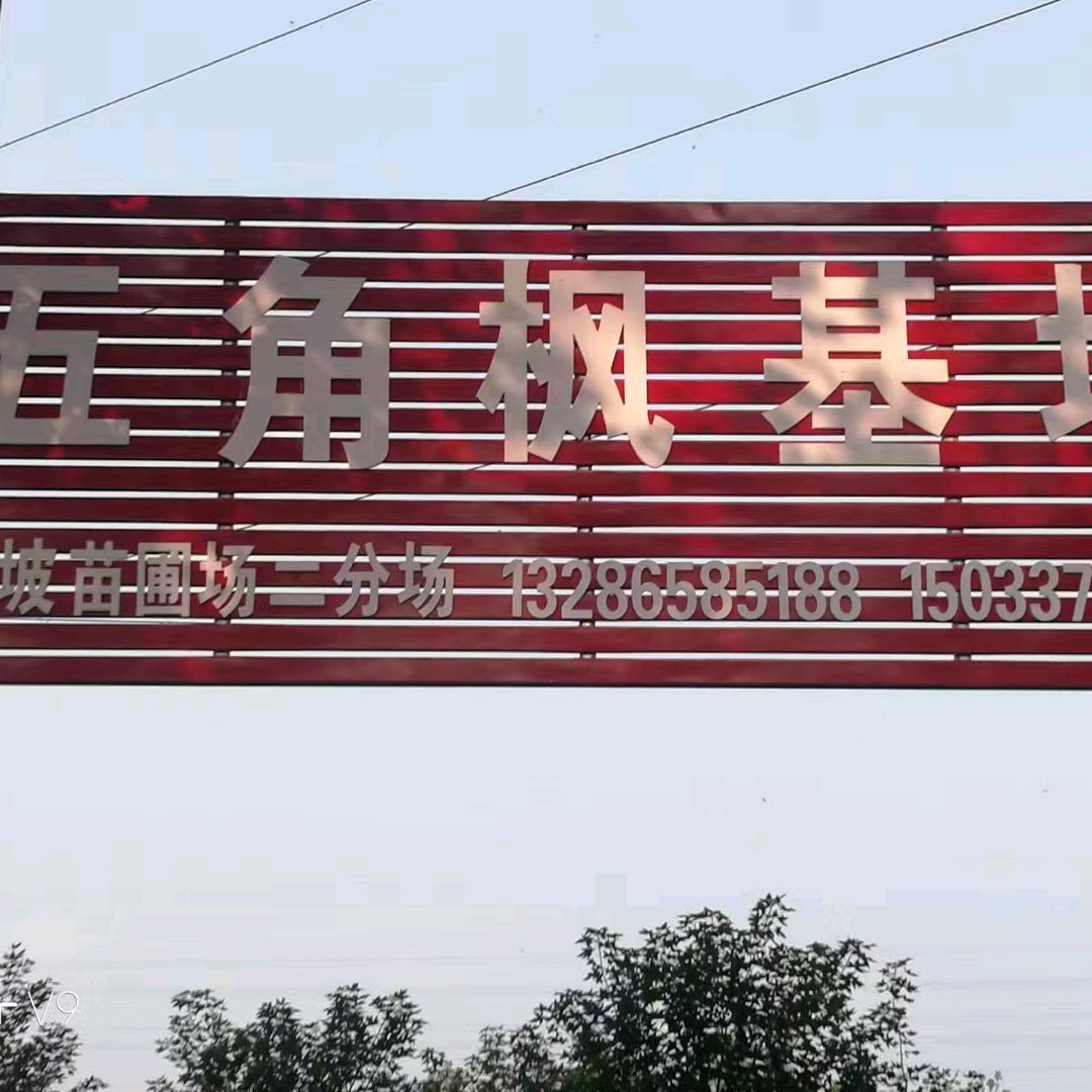 绿坡苗圃场五角枫