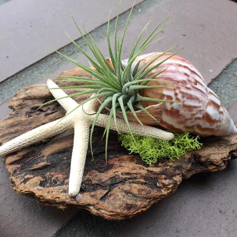 小呆呆·